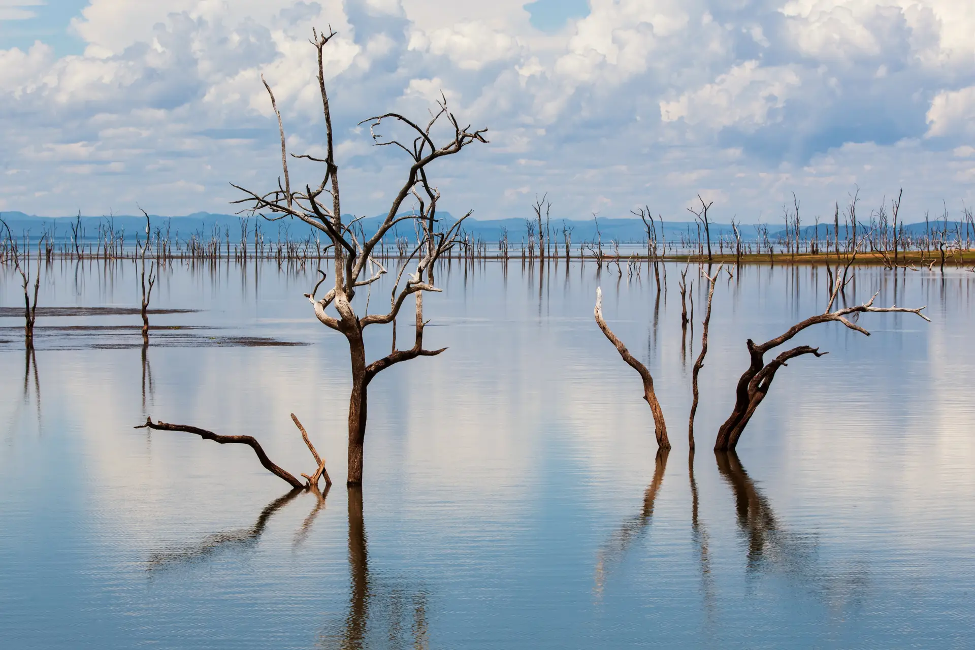 Dead trees on Lake Kariba between Zimbabwe and Zambia (Africa)